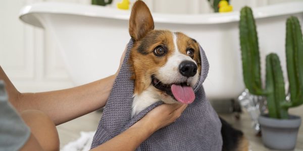 Cara Mengatasi Infeksi Jamur pada Kulit Anjing dengan Efektif